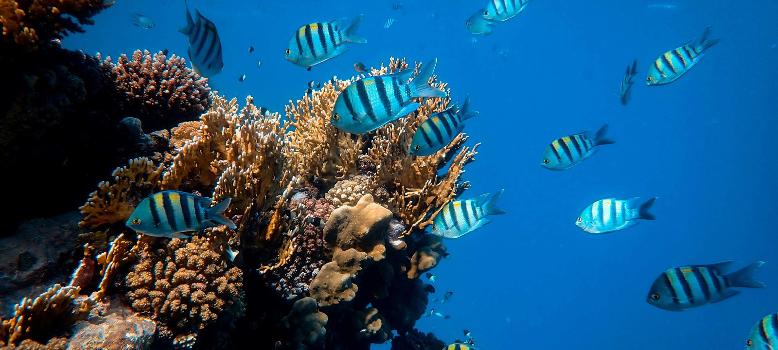 Red Sea cruise destination hero image