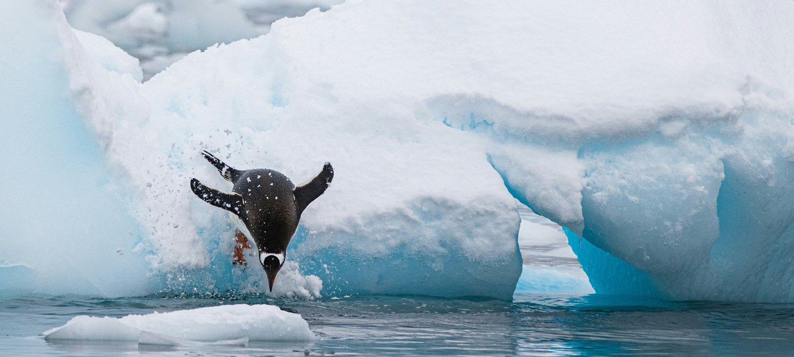 Antarctica cruise destination hero image