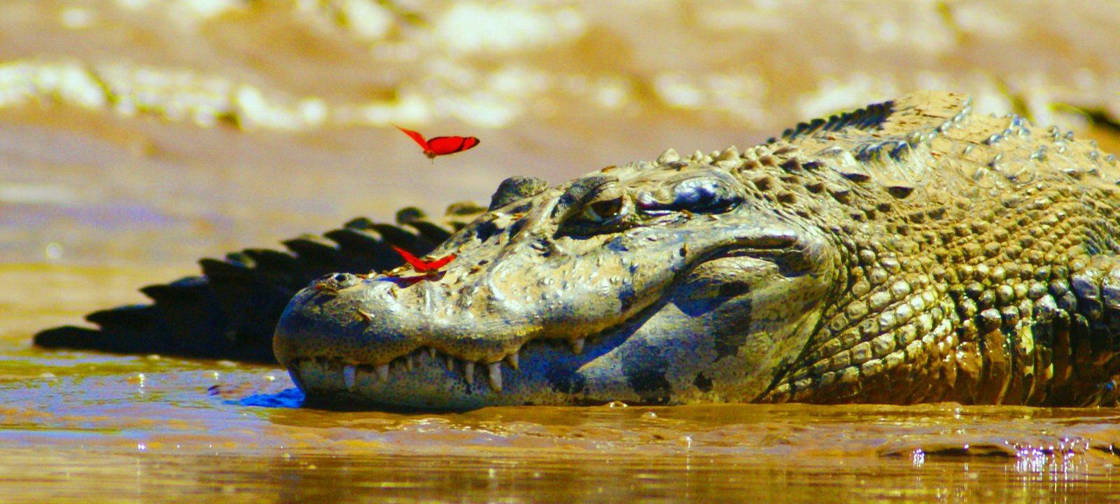 Amazon River cruise destination hero image