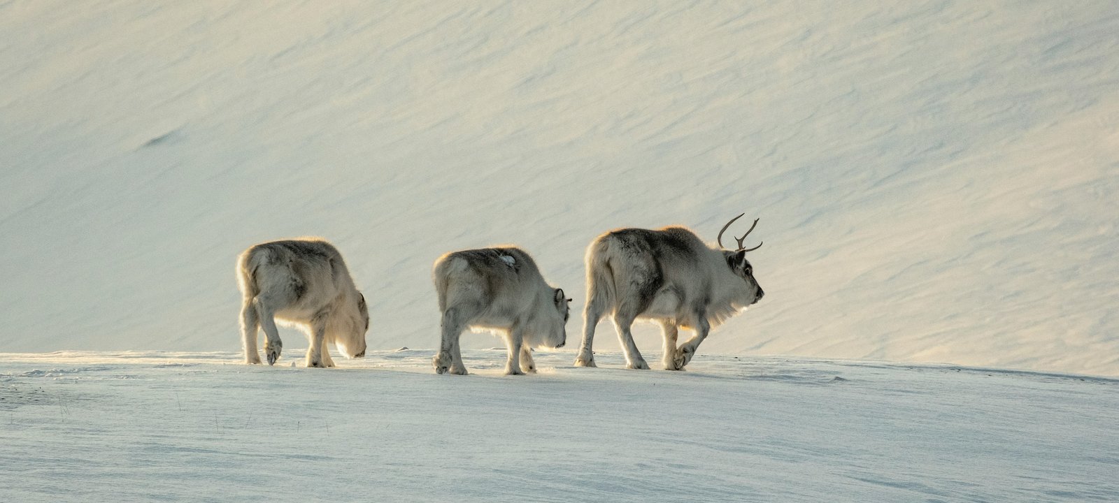 Arctic cruise destination hero image