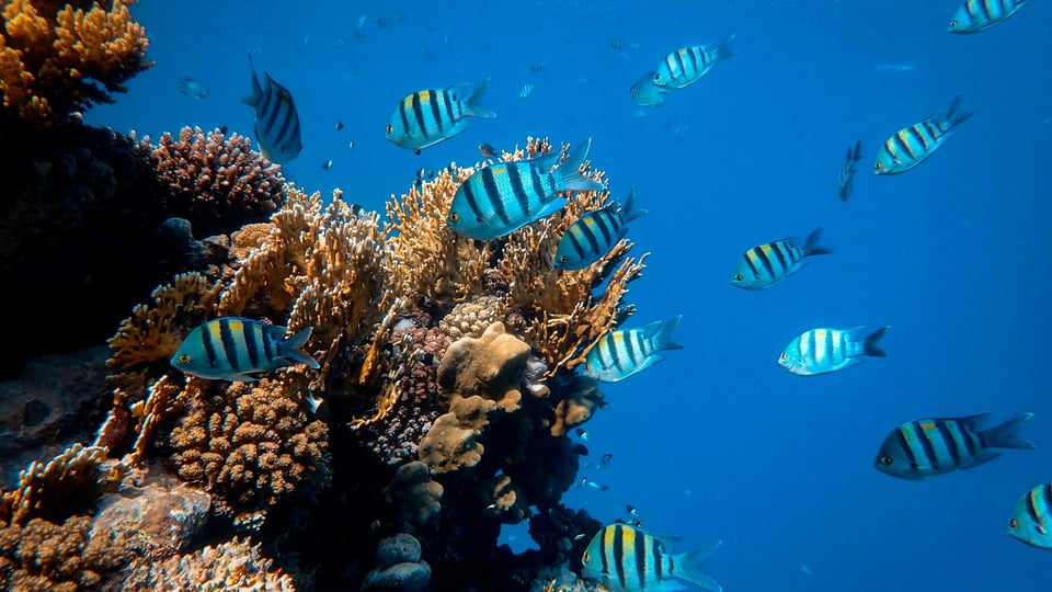 Red Sea destination preview