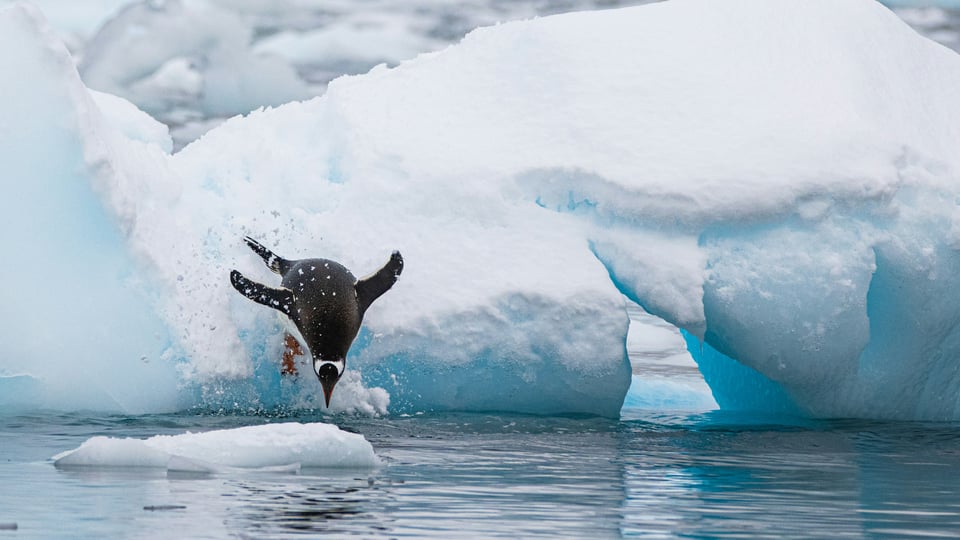 Antarctica destination preview