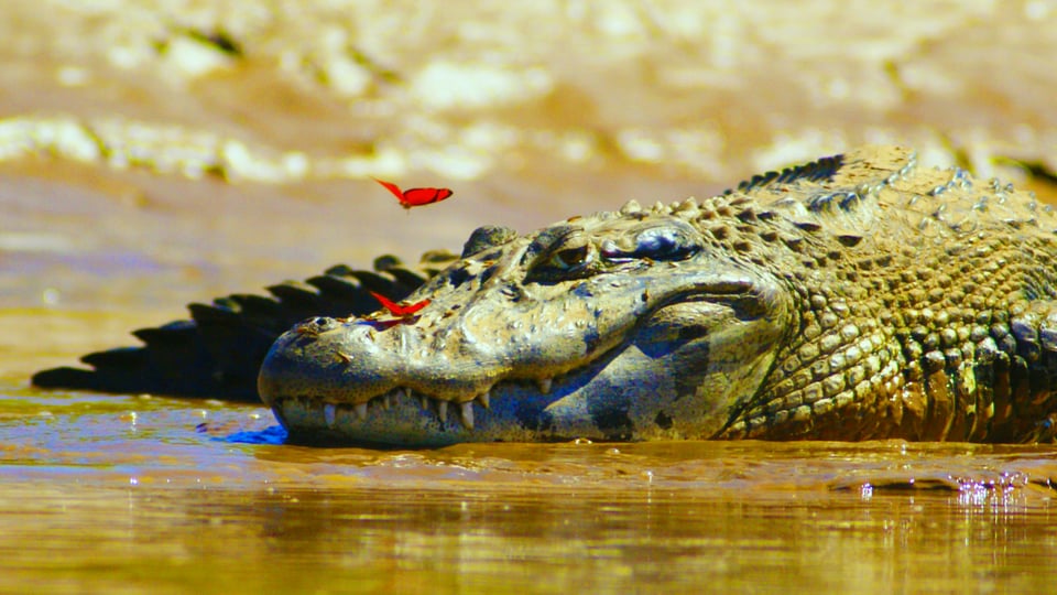 Amazon River destination preview