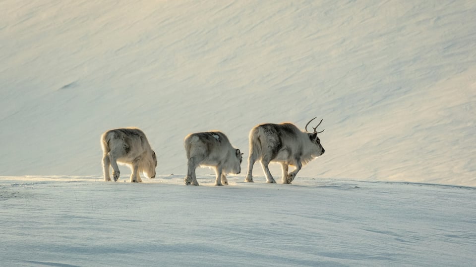 Arctic destination preview