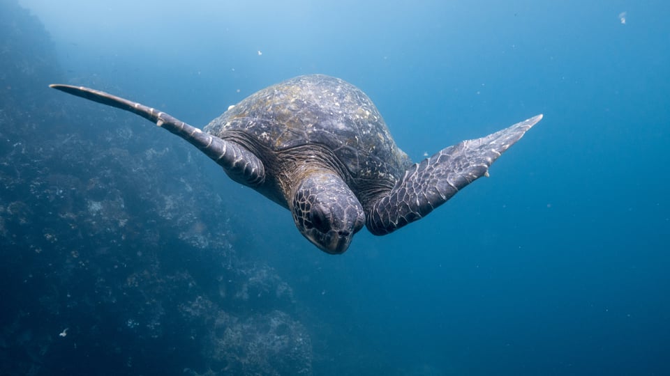 Galapagos Islands destination preview